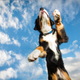 Did Fido hit his step goal yet?